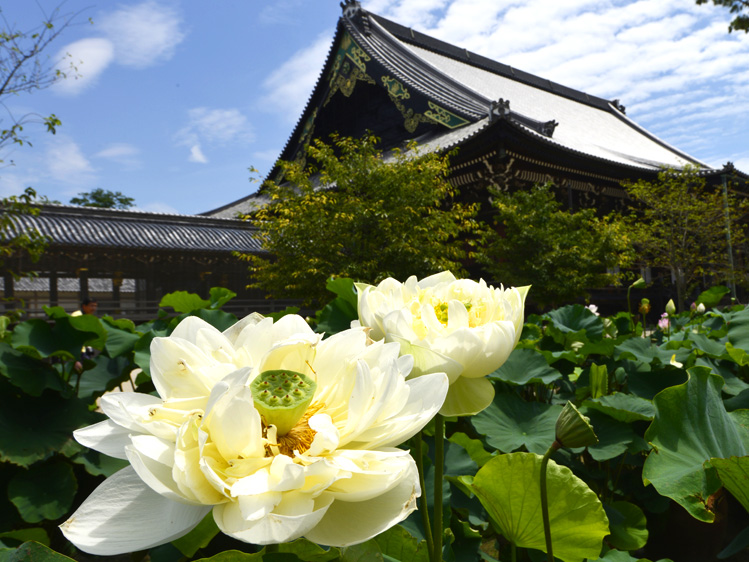 専修寺の夏