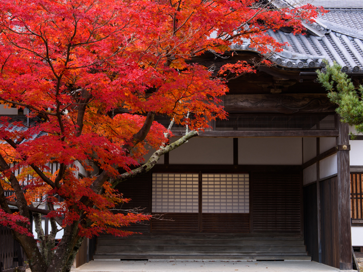 専修寺の秋