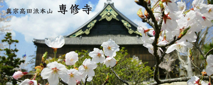 平成27年高田本山の桜 | 真宗高田派本山 専修寺