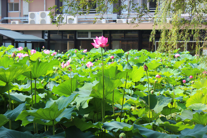 三重県高田本山の蓮