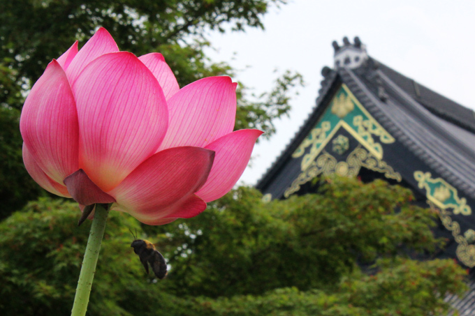 西福寺観世（蜀紅蓮）