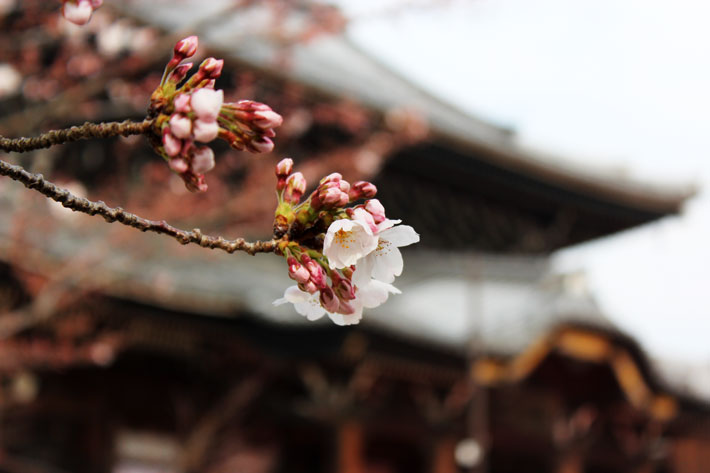 平成26年高田本山の桜 | 真宗高田派本山 専修寺