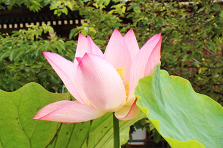 明光蓮