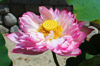 錦蘂蓮（金蘂蓮）