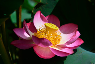 蜀紅蓮