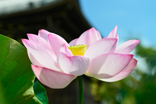 桜蓮