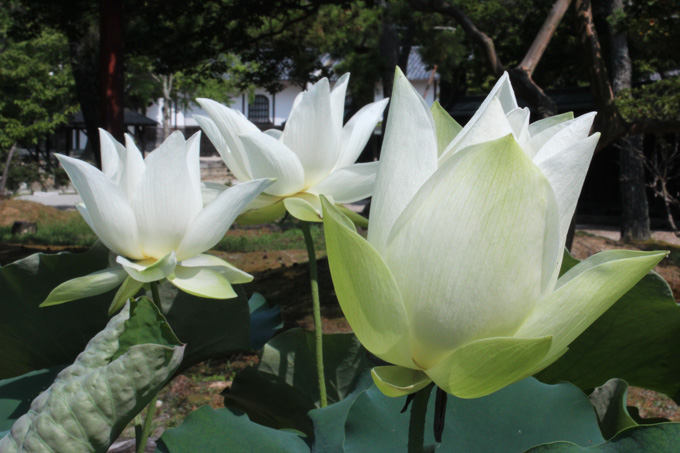 白君子小蓮