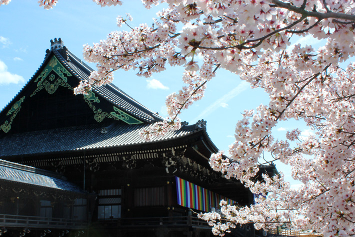 真宗高田派本山専修寺 高田本山の法義と歴史 　1991年 売れ筋商品 真宗高田派本山専修寺 高田本山の法義と歴史 1991年