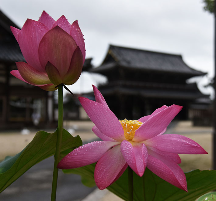 青菱紅蓮