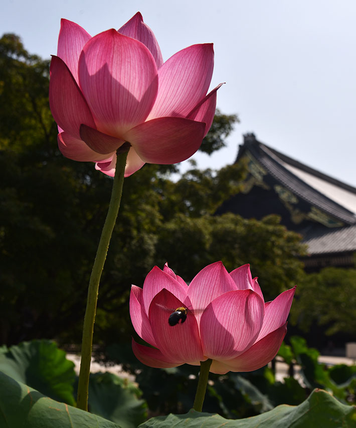 蜀紅蓮