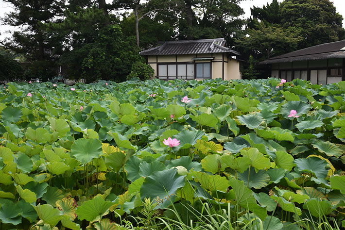 蓮池