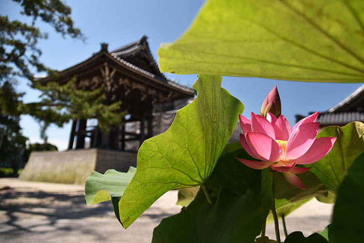 青菱紅蓮