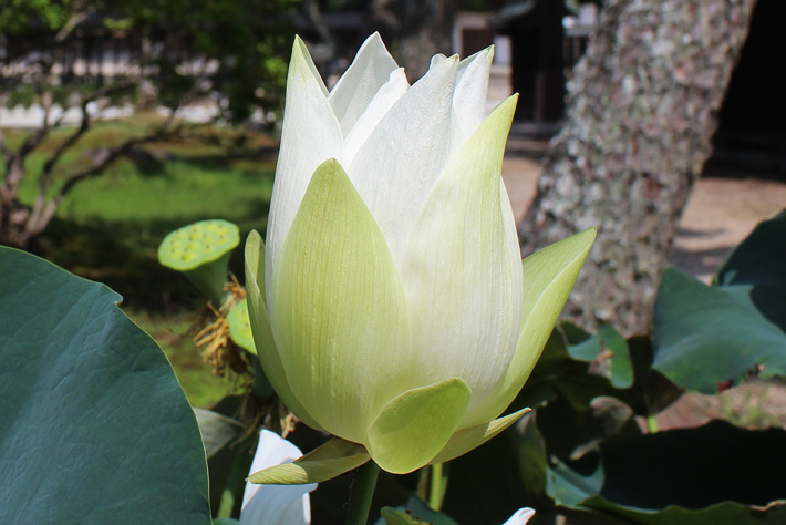 白君子小蓮