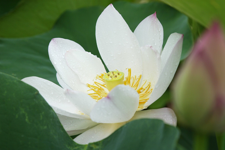 粉川台碗蓮 | 高田本山の蓮図鑑 | 真宗高田派本山 専修寺