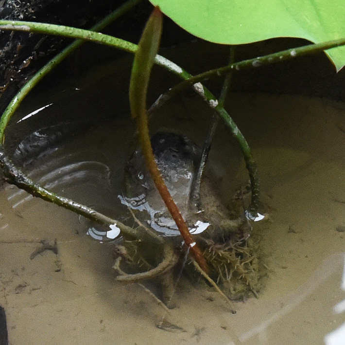 蓮種の植え込み