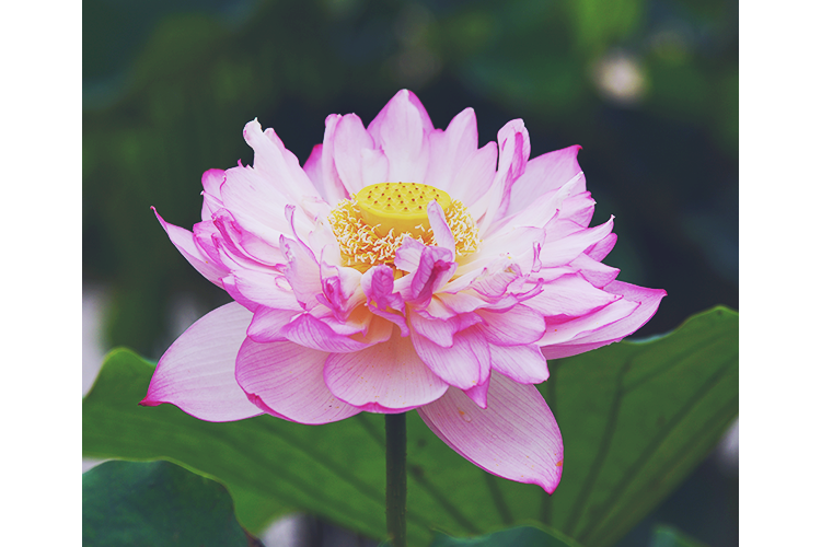 About the Lotus Flowers｜Senjuji, Head Temple of the Shinshū