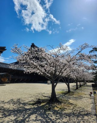 申物・刊行物のご紹介｜真宗高田派本山 専修寺